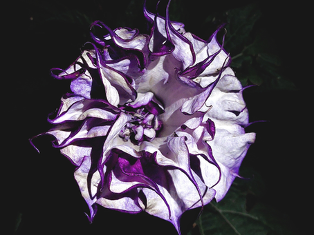 Le Datura metel et l’Autre