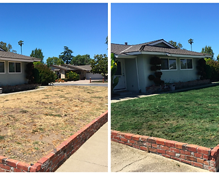 Transformed from Faded to Lush Green
