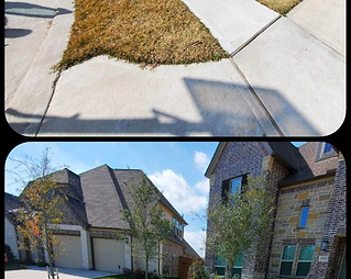 Patchy Green Transformed into Rich Greenery
