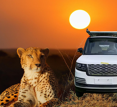 Cheetah JPG2.jpg