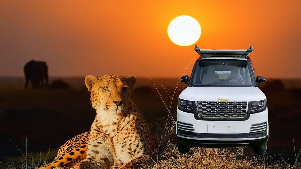 Cheetah JPG2.jpg