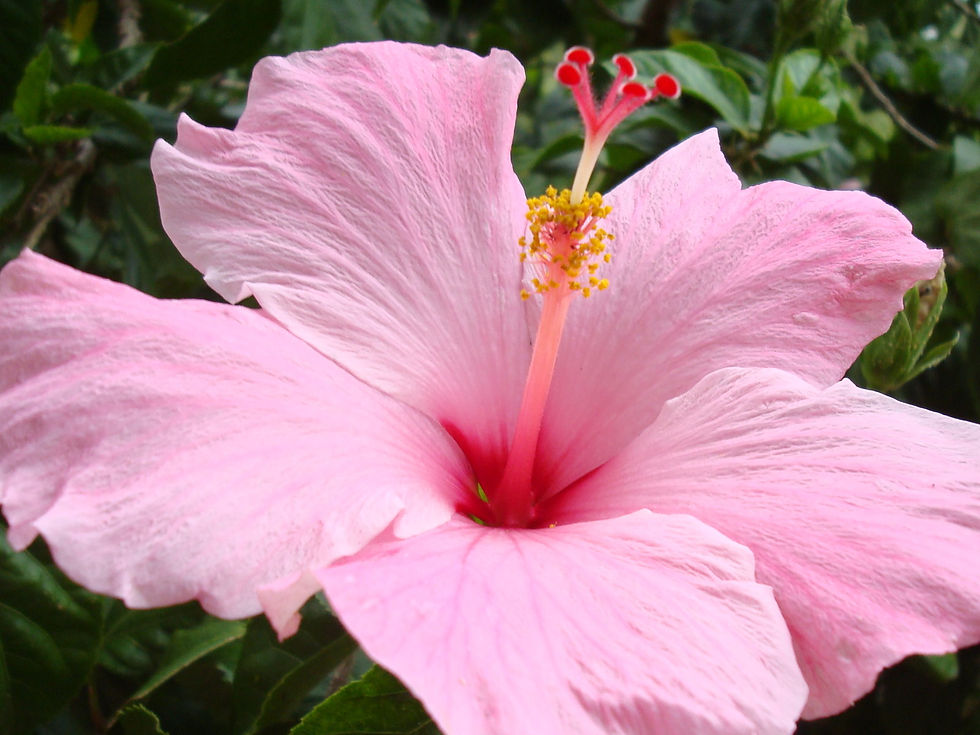 Hibiscus Flower