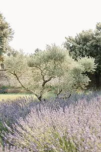 Mas des Costes -Lavandes et oliviers.webp