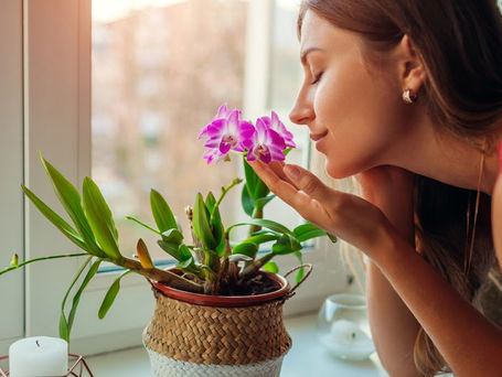 Nem todo verde faz bem: saiba quais plantas podem causar alergias dentro de casa