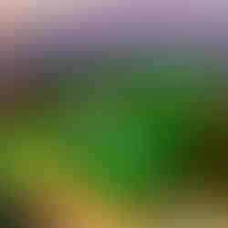 Warung Day Festival na Pedreira Paulo Leminski com público e palco iluminado