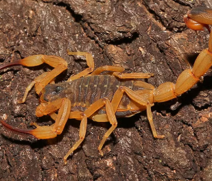 Escorpião-amarelo em ambiente urbano, exemplo de animal peçonhento que oferece risco à saúde no Paraná.