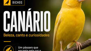 Canário amarelo pousado em galho, representando uma matéria sobre beleza, canto, cuidados, alimentação e curiosidades dessa ave popular entre tutores