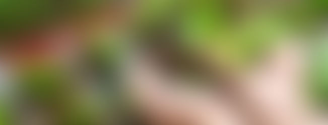 COMO MONTAR UMA HORTA EM CASA?