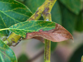 Leaves Turning Brown? Here Are 3 Reasons Why