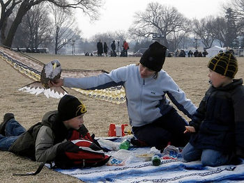 kite winter eagle cimg18461.jpg