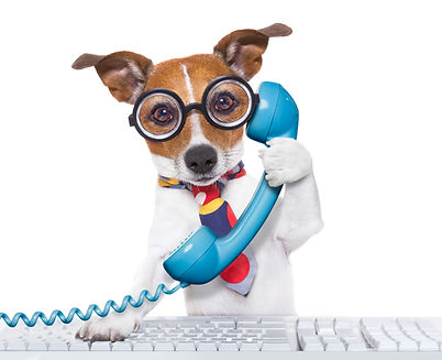 jack russell dog on a call center using the phone or telephone and computer pc keyboard