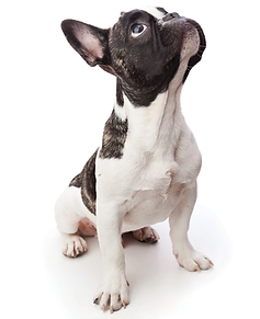 cachorro-buldogue.png
