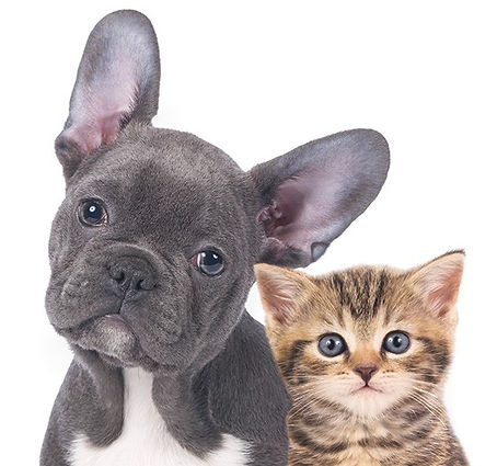 caes-e-gatos.jpg