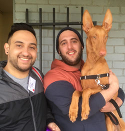 Daniel, Shaun and Hilton pharoah hound 1