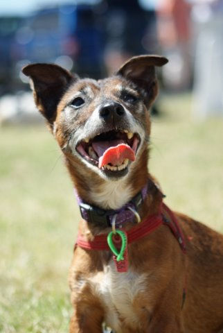 Featured is Spud, one of Julie's Flyball dogs. (Julie is one of our instructors and now a Scenting competition judge)
