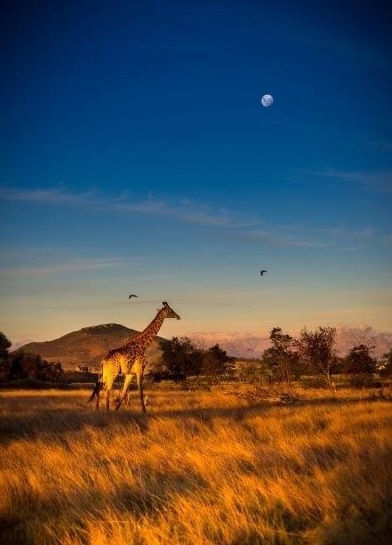 Giraffe