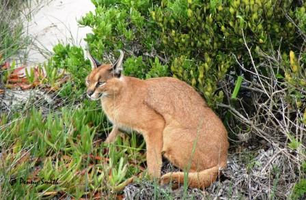 Caracal