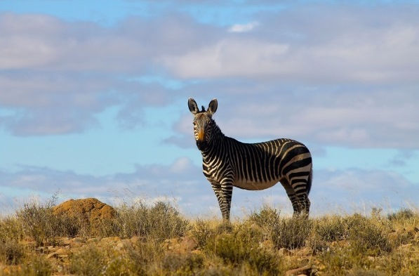 Mountain Zebra