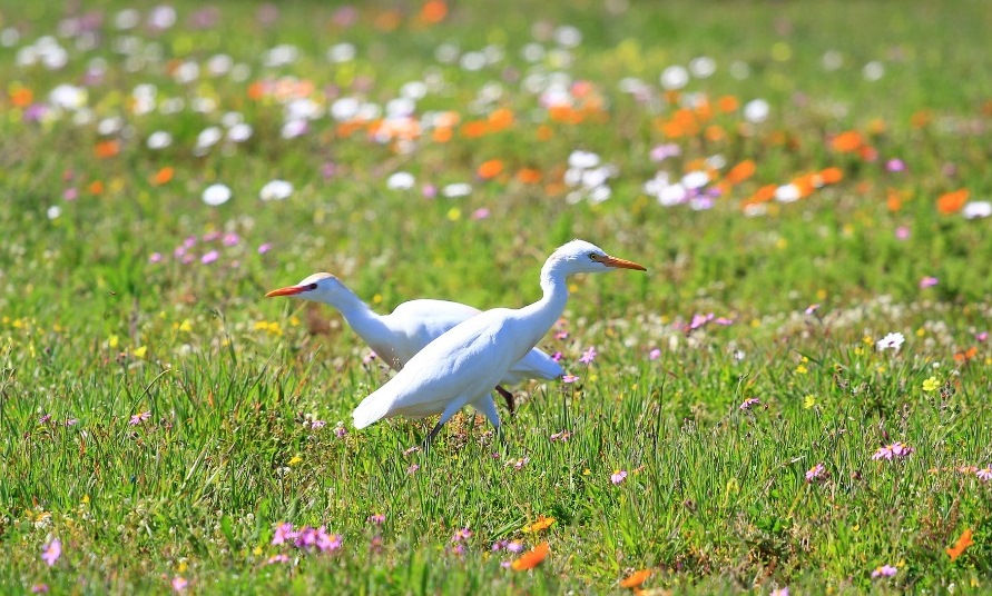 Cattle Egret