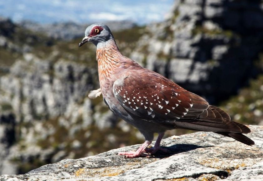 Speckled Rock Pigeon