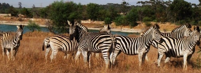 Zebra