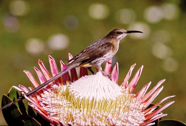 Cape Sugar Bird