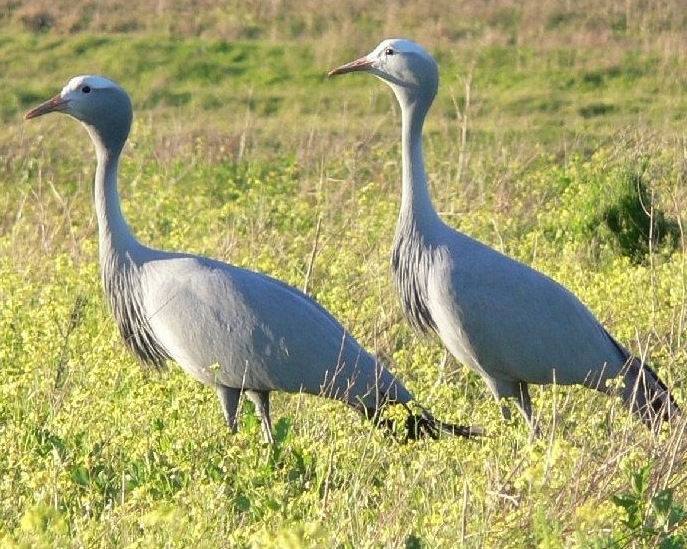 Blue Crane