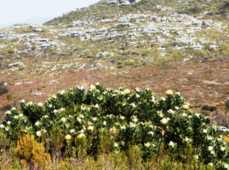 Cone Bush