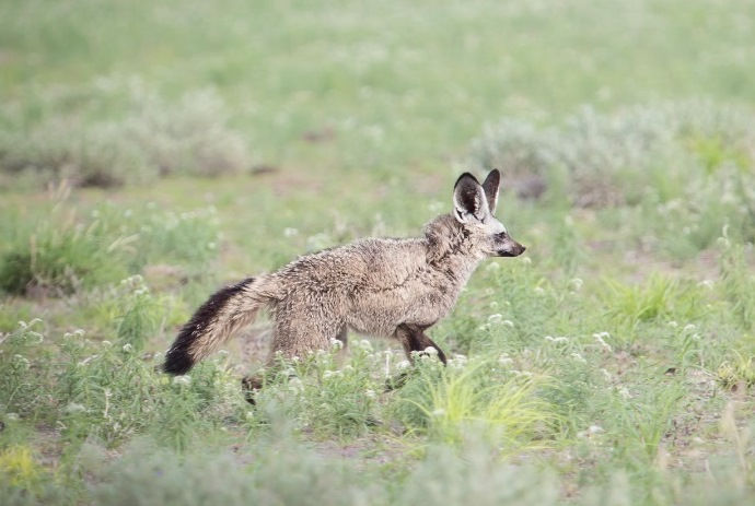 Bat Eared Fox