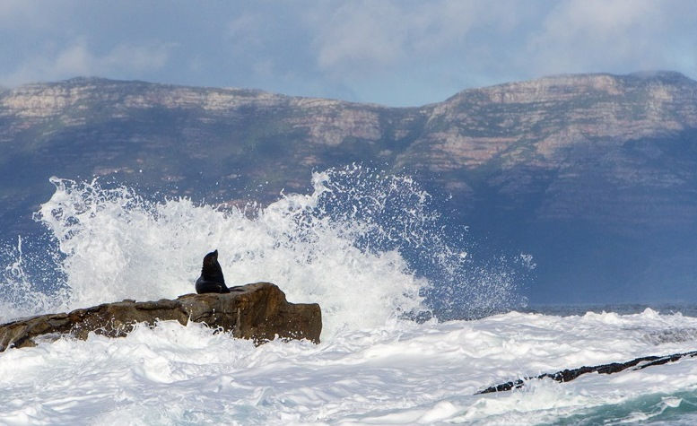 Cape Fur Seal