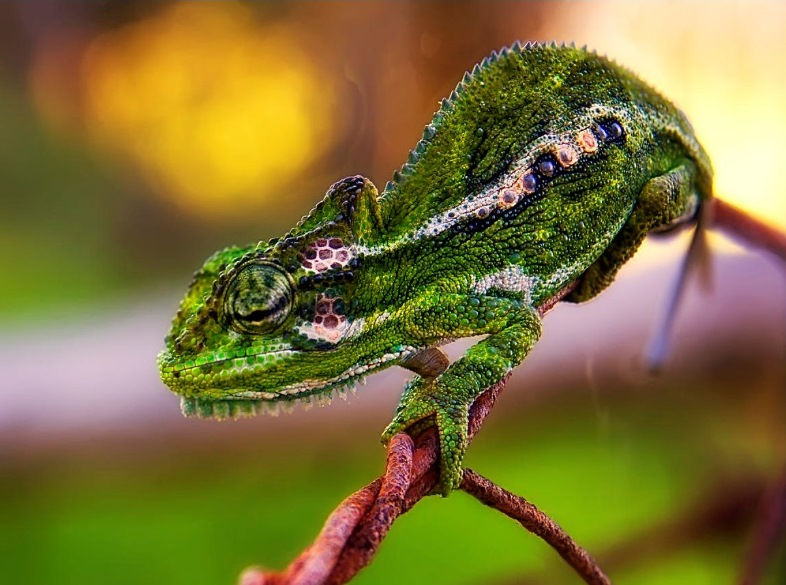 Cape Dwarf Chameleon