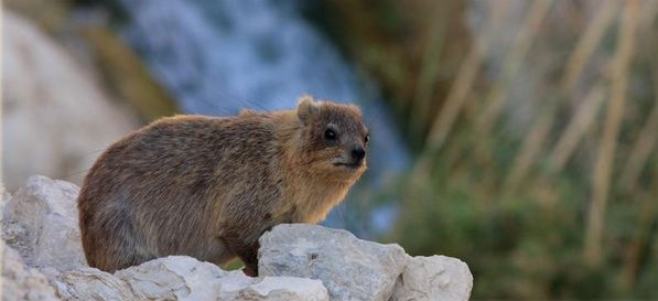 Rock Hyrax (Dassie)