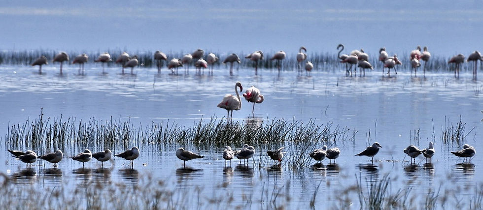 Flamingo