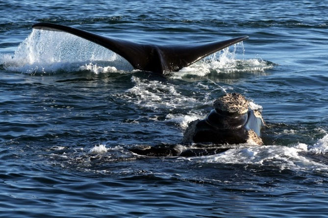 Whale Watching