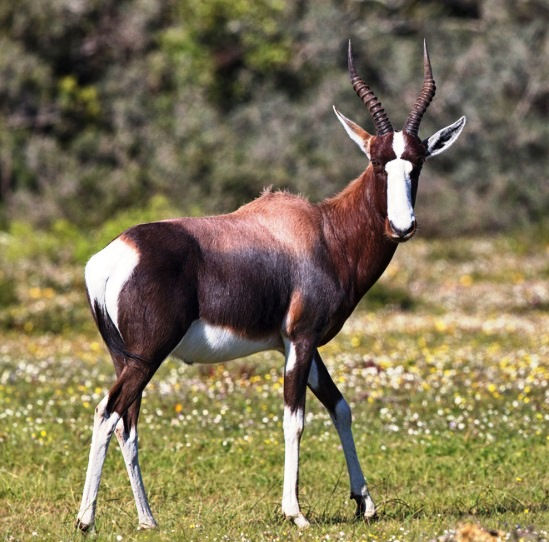 Bontebok