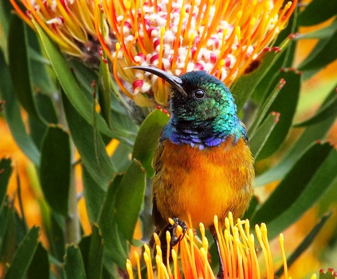 Orange Breasted Sunbird