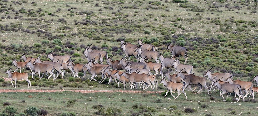 Eland Herd