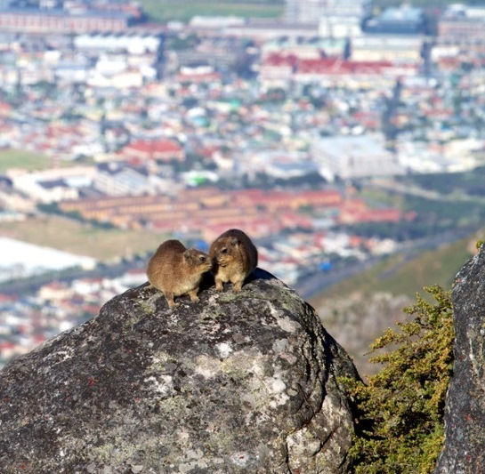 Dassies