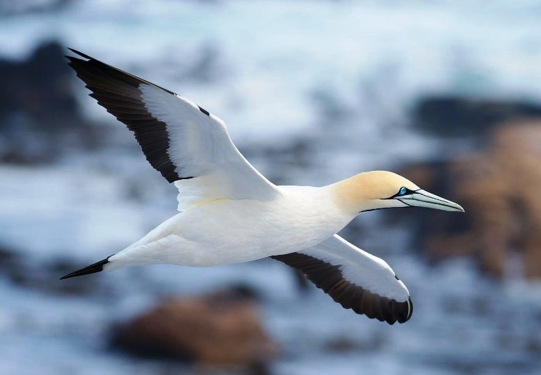 Cape Gannet