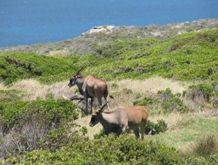 Eland