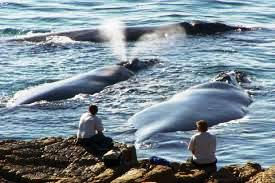 Whale Watching