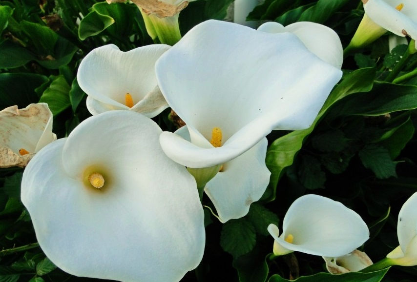 Arum Lilly