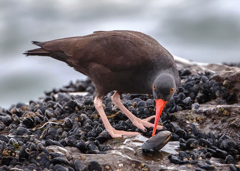Black Oyster Catcher