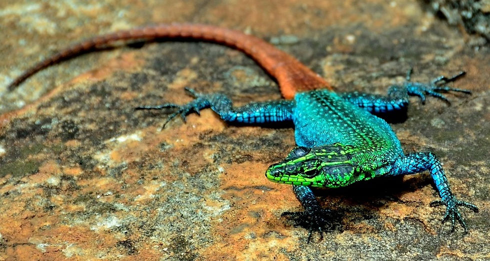Flat Lizard