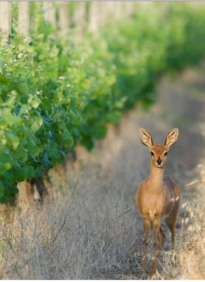 Steenbok