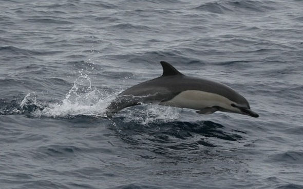 Common Short Beaked Dolphin