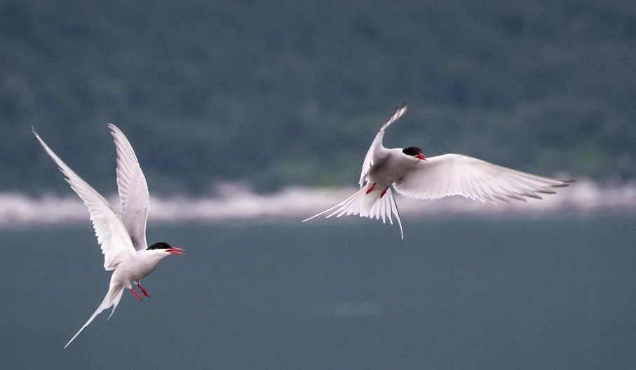 Common Tern