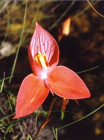 Disa uniflora