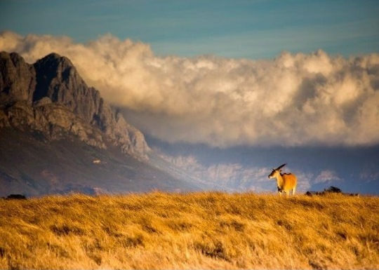 Eland