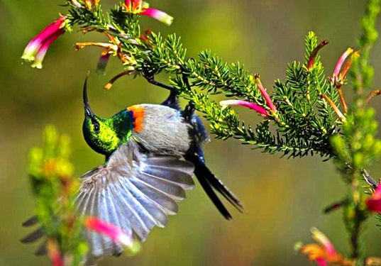 Orange Breasted Sunbird